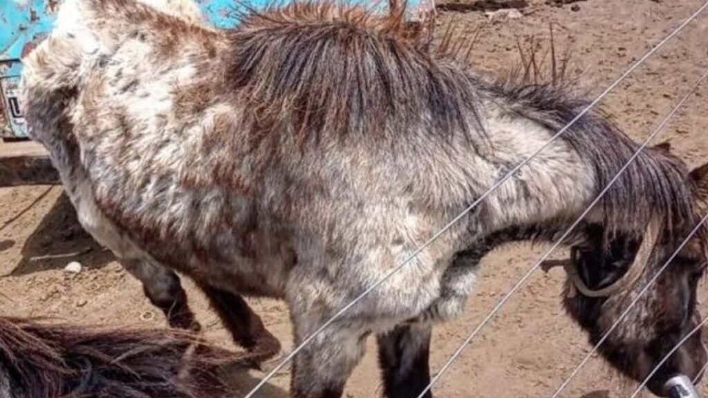 Balcarce: rescatan siete caballos que eran sometidos a malos tratos