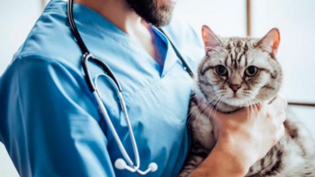 EMPLEO: Buscan veterinario