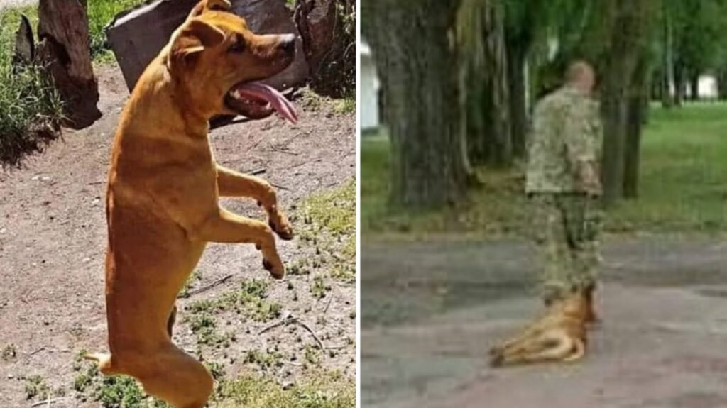 Olavarría: Un suboficial del ejercito arrastró y golpeó a un perro refugiado hasta matarlo