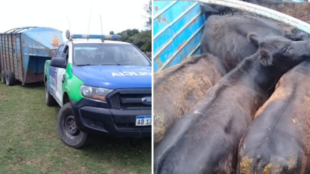 Balcarce: Investigan a un ayacuchense y varios empelados rurales por una supuesta venta de animales