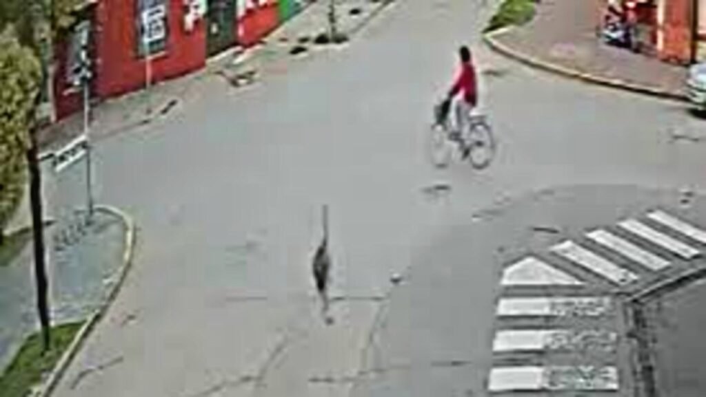 VIDEO: Un avestruz a gran velocidad chocó a una ciclista en pleno centro de Ranchos