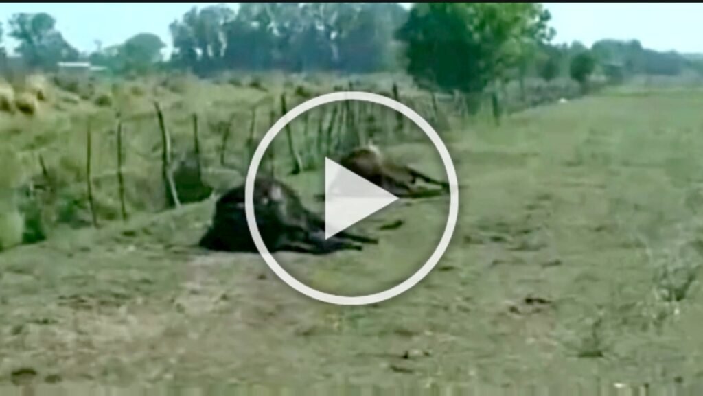 Video: Productor de Ayacucho denuncia la falta de ayuda ante la sequía