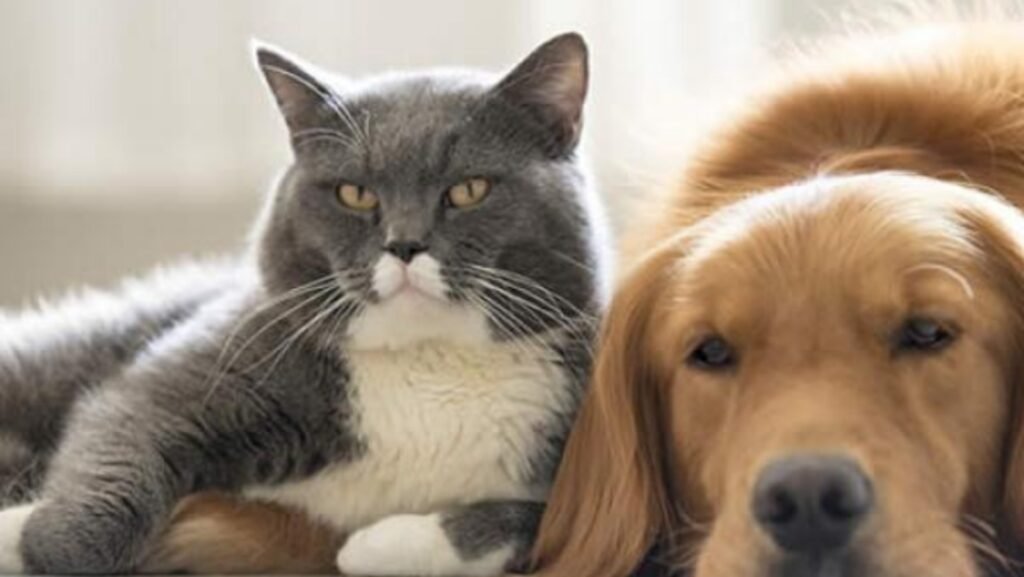 Navidad: el Colegio de Veterinarios bonaerenses brinda recomendaciones para proteger a perros y gatos