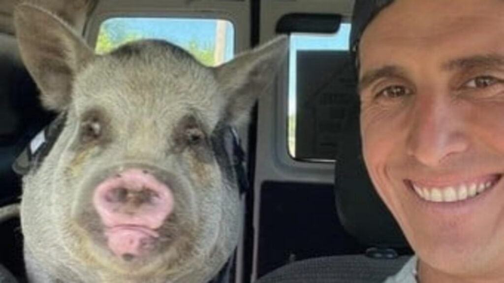 Dieron en adopción a su cerdita, pero denunciaron que el nuevo dueño se la comió en un asado con sus amigos