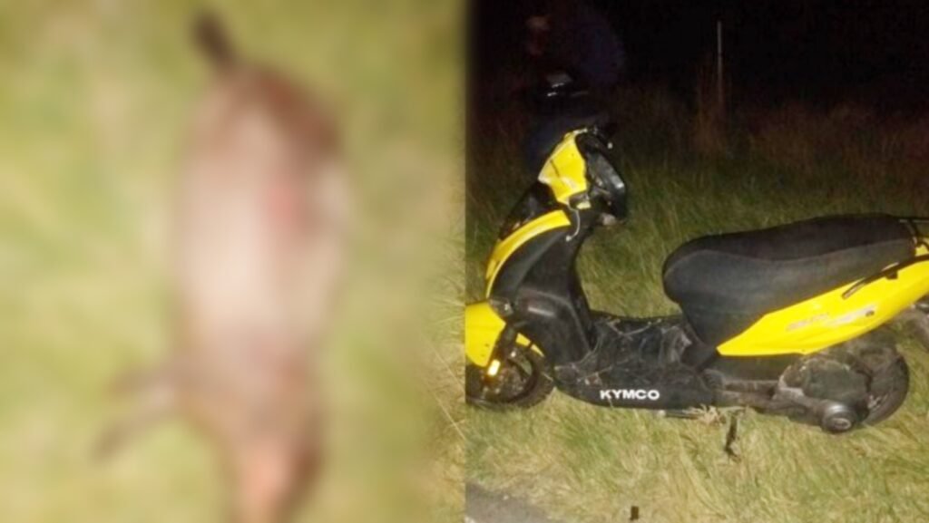 Ruta 30: Un motociclista resultó herido al colisionar con un carpincho