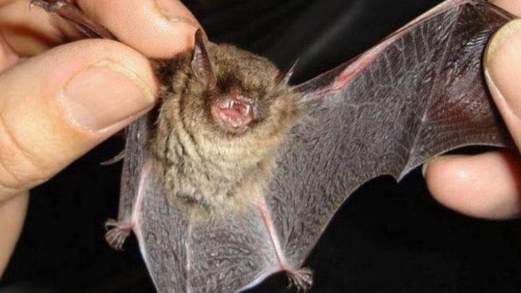 Tandil: El Municipio realiza un operativo especial de vacunación tras hallazgo de un murciélago positivo a rabia