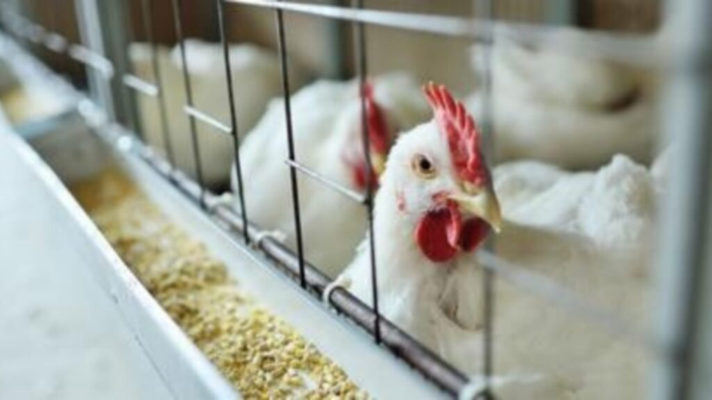 Todo lo que tenés que saber sobre la gripe aviar que se detectó en la zona
