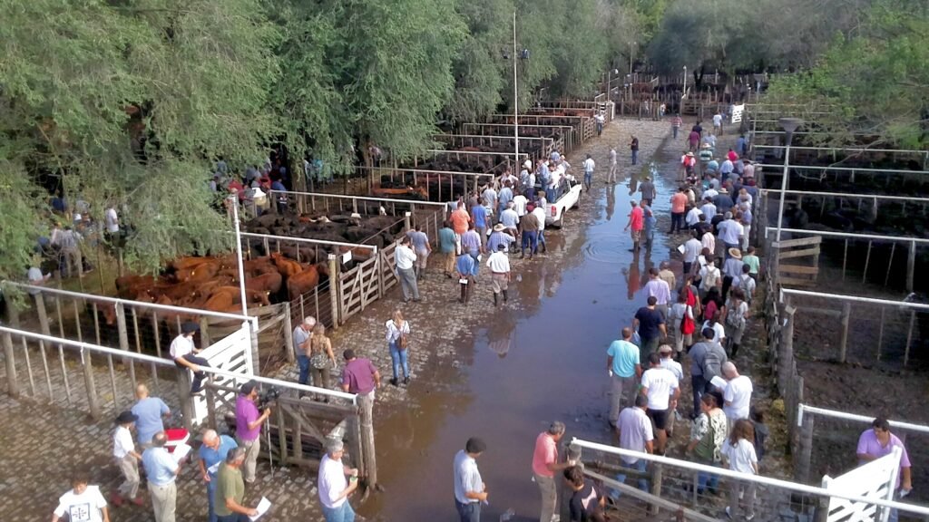 Fiesta del Ternero: Más 6 mil animales participaron del remate oficial
