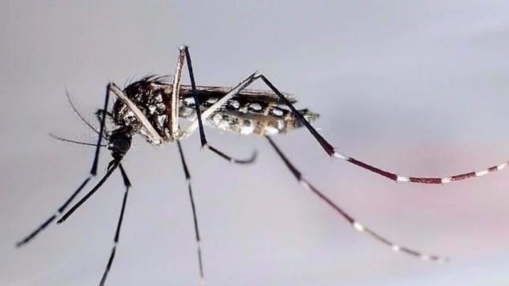 Detectan caso importado de dengue en Tandil y refuerzan medidas de prevención