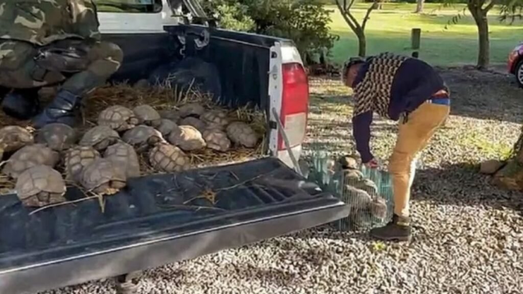 Trasladaron a Tandil 80 tortugas de tierra rescatadas en Tres Arroyos