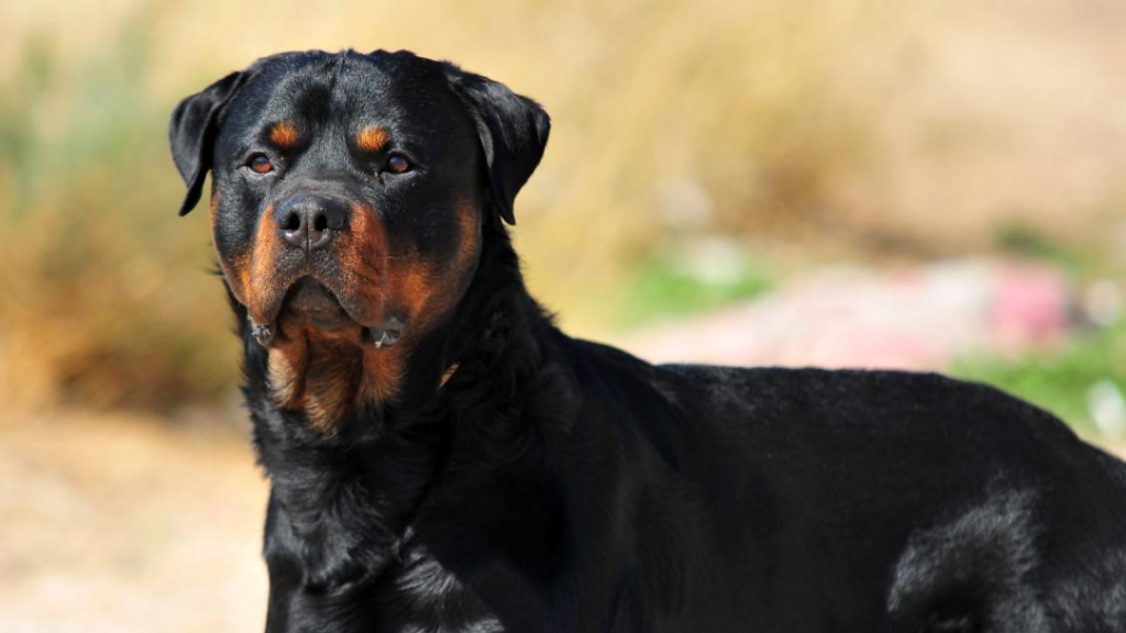 Niño de 11 años mordido por tres perros Rottweiler en Bahía Blanca es trasladado en avión sanitario a Mar del Plata