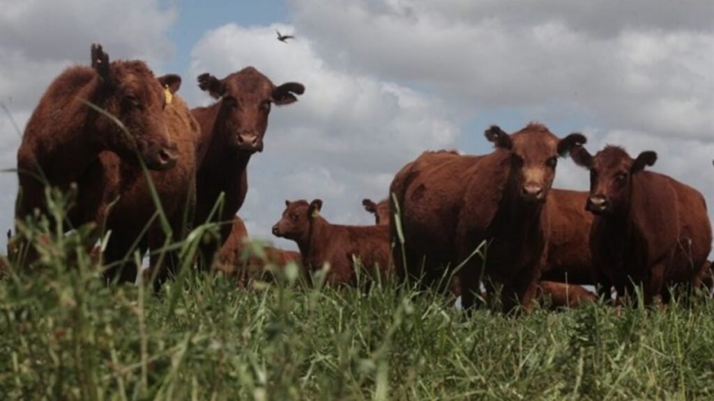 Un productor es víctima de una faena en su chacra: mataron a un animal de pocos días