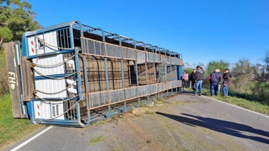 Impactante vuelco de un camión con ganado en ruta 74