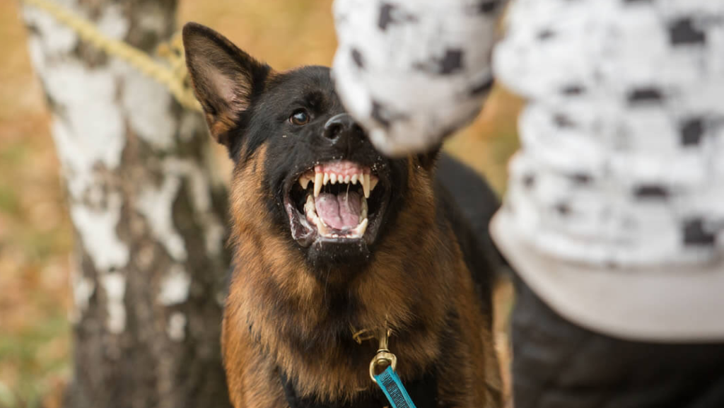 Un perro mordió a una menor en la calle: Un vecino exige medidas urgentes