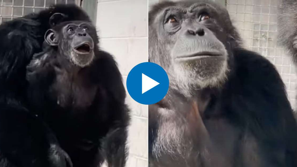 La conmovedora mirada de una chimpancé que mira por primera vez el cielo