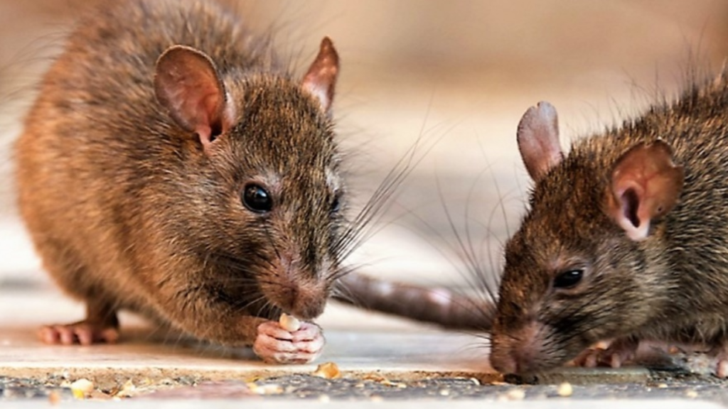 Caso de leptospirosis positivo en Ayacucho: Se inspeccionaron comercios