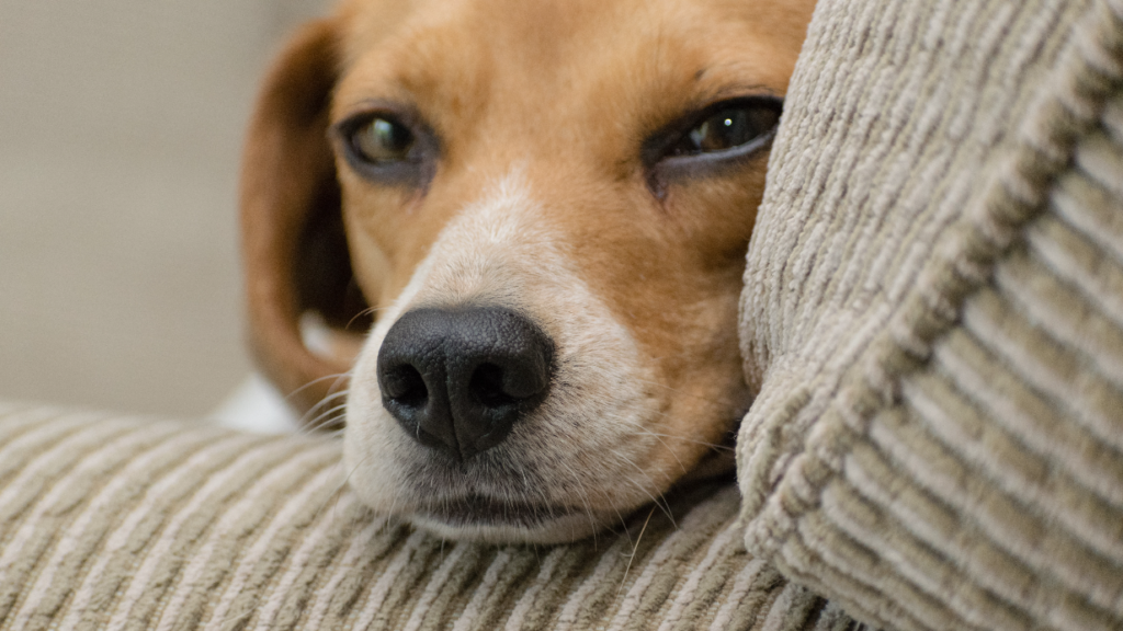 La importancia de vacunar a nuestros animales contra la rabia: Campaña 2023 en Ayacucho