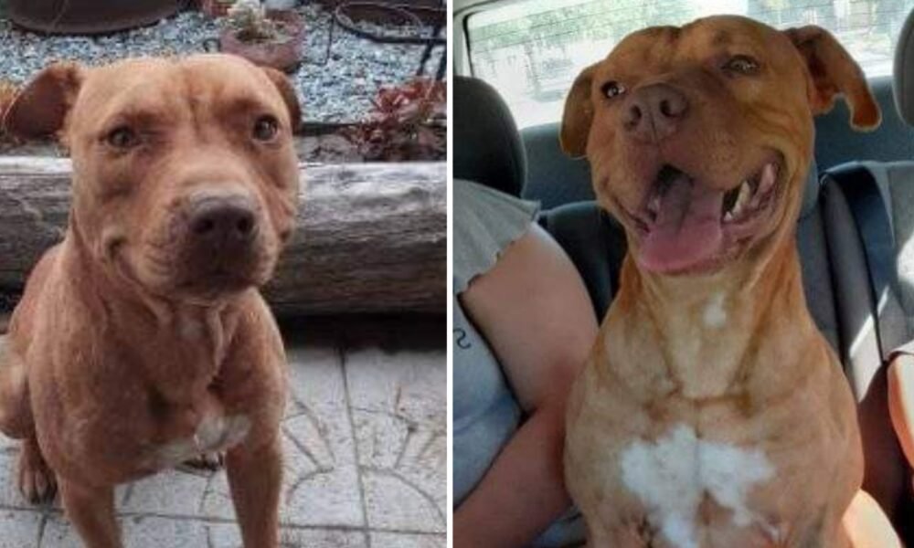 Una familia busca desesperadamente a Floky que no aparece desde hace más de 14 dias