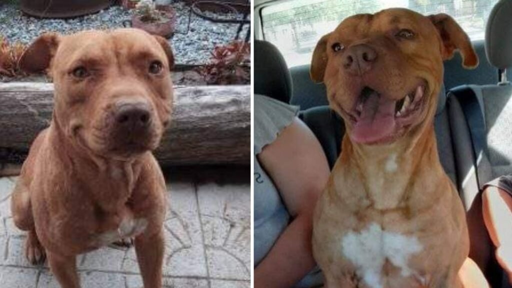 Una familia busca desesperadamente a Floky que no aparece desde hace más de 14 dias