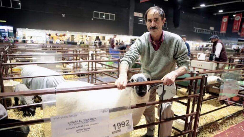 Expo rural 2023: Histórico Regreso de la Genética Inglesa Hampshire Down de una cabaña de Ayacucho