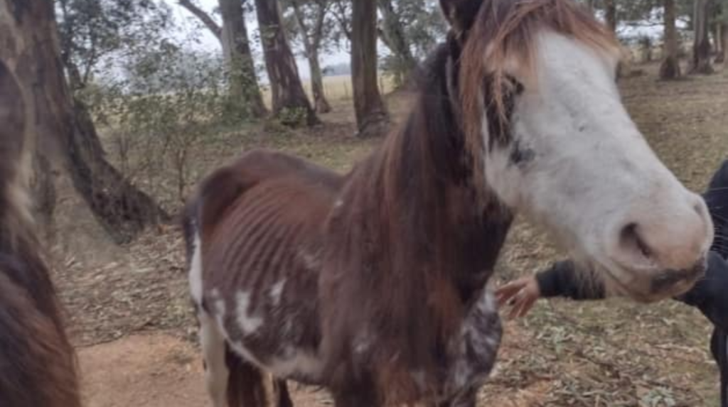 Denuncian que el área de producción del municipio mantiene en estado de abandono a varios animales secuestrados