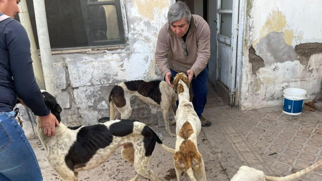 Rescataron cinco galgos al borde de la muerte en Mendoza