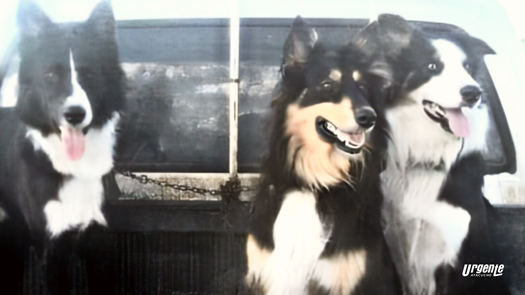 Buscan a 3 perros que se extraviaron durante el accidente de este jueves