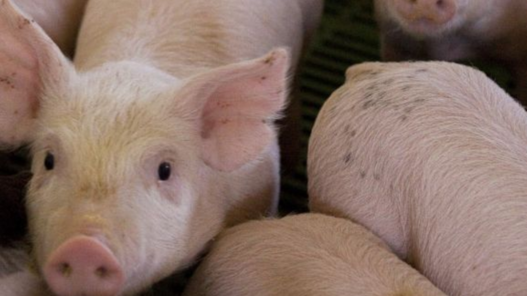 Alerta por brote de triquinosis en la provincia de Buenos Aires