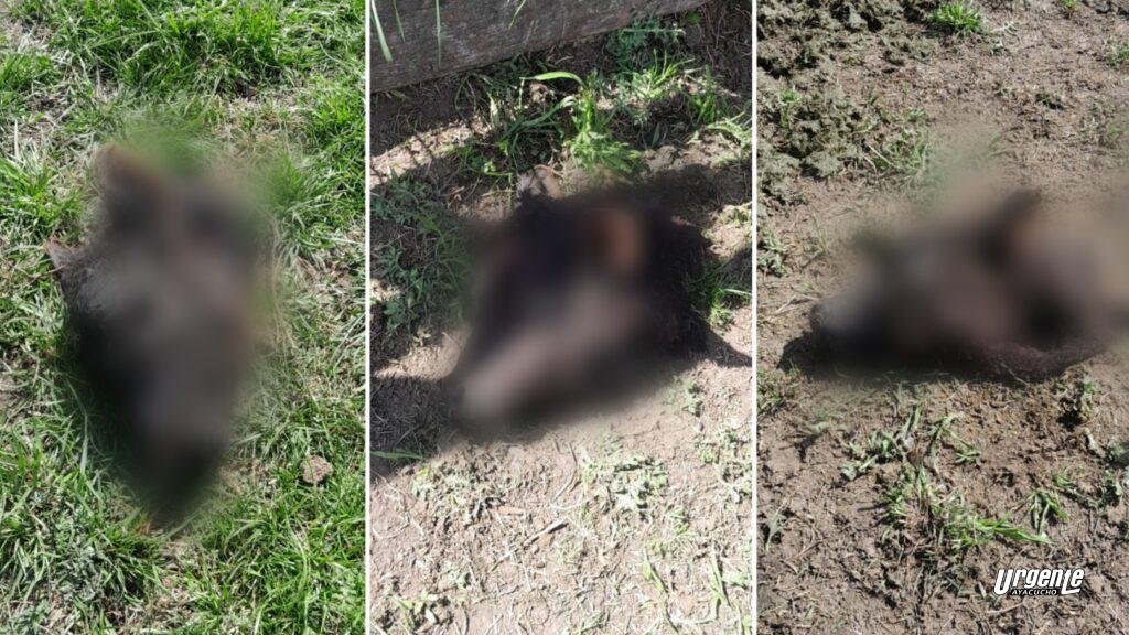 Nuevamente sufre faenas de animales en su chacra: dejaron las cabezas de los animales en el lugar