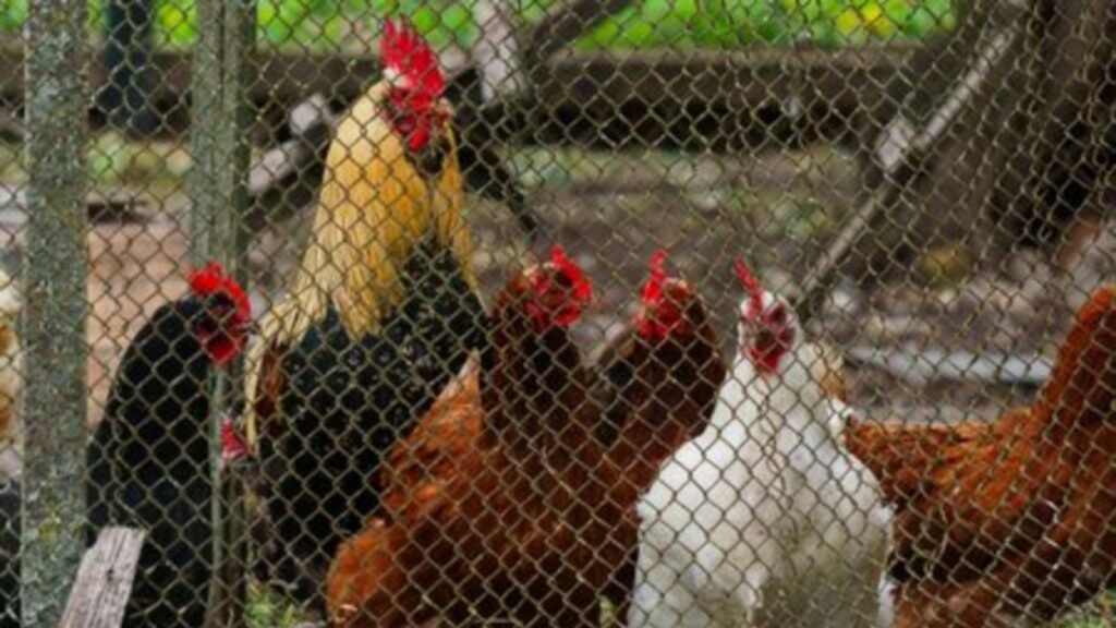 Madariaga: la multaron por el cacareo de un gallo y enfrenta un intenso conflicto con su vecina