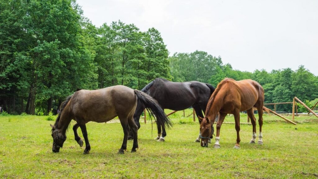 La Sociedad Rural de Ayacucho emitió un comunicado sobre nuevas normas para la realización de eventos con equinos