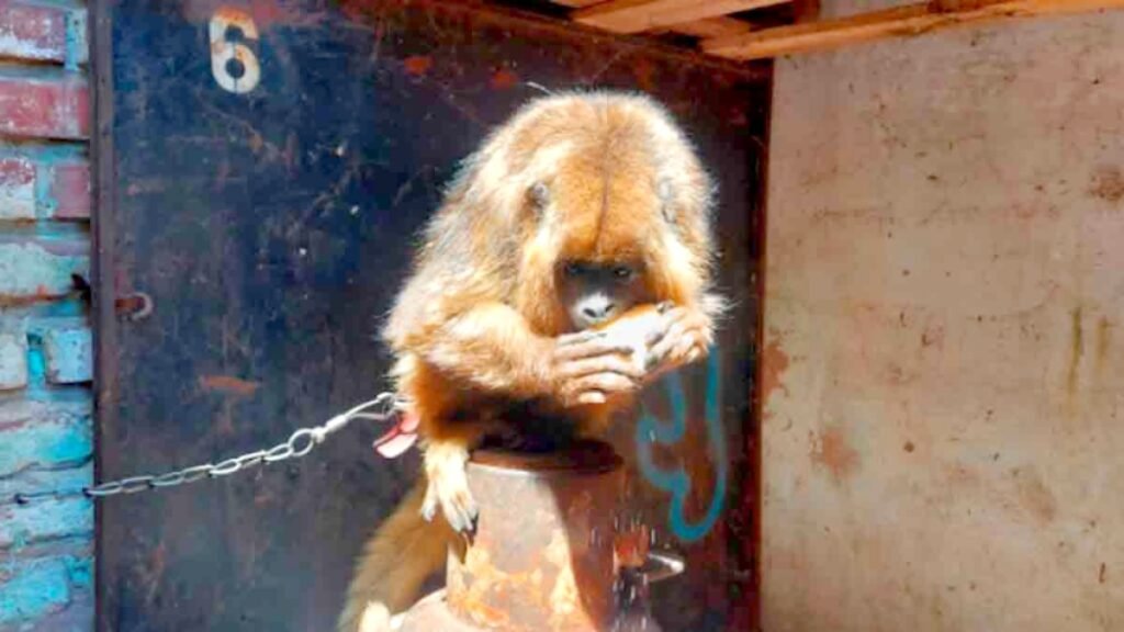 Tandil: La Protectora Animal”Granja Los Pibes” rescató a un mono victima de mascotismo