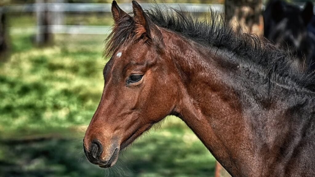 Encefalomielitis equina: ya son 98 los brotes confirmados en la provincia de Buenos Aires