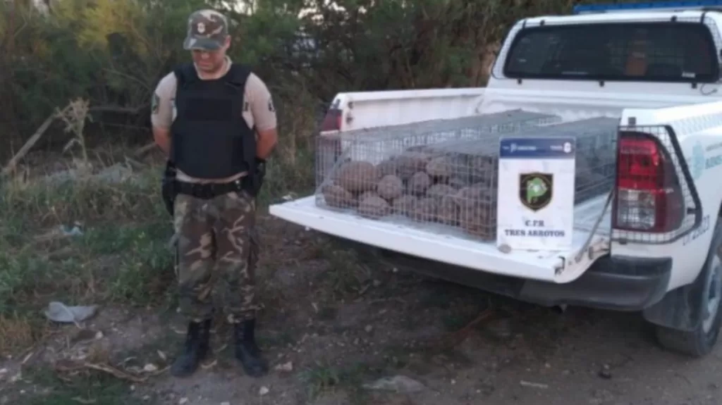 Tres Arroyos: el CPR encontró 179 tortugas listas para ser vendidas ilegalmente