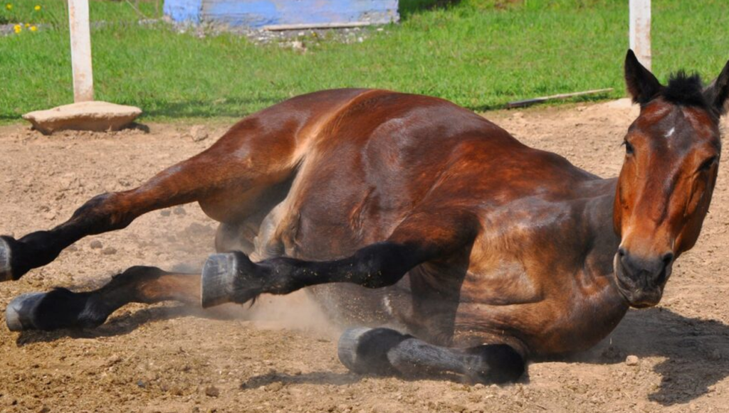 Confirman primer caso de Encefalomielitis Equina en Las Flores