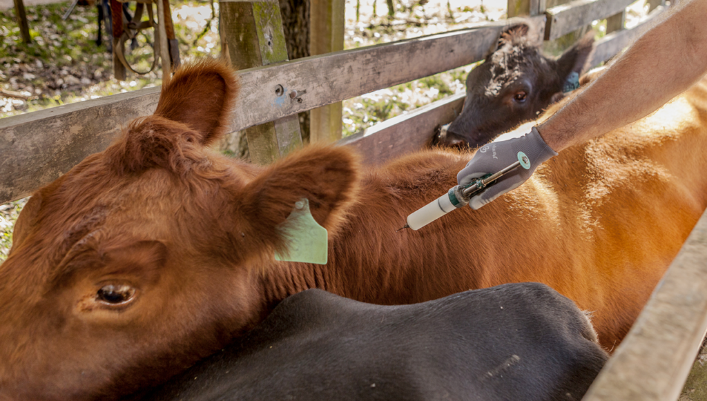 La Fundación Ayacuchense para la Sanidad Animal (FUNDAPSA) invita a productores a vacunar contra aftosa antes del 8 de diciembre