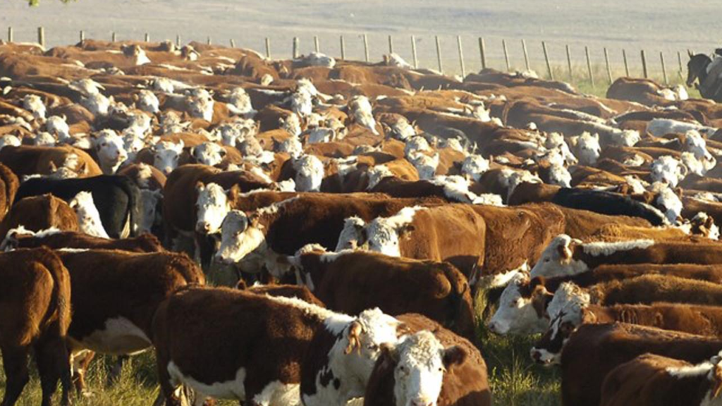 Detalles del informe trimestral de la AER sobre la ganadería en el partido de Ayacucho