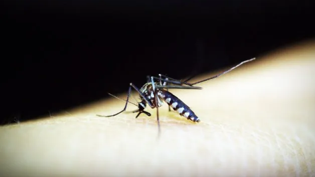 ¿mosquitos dengue? gran invasion de mosquitos en varias localidades de la Provincia de Buenos Aires