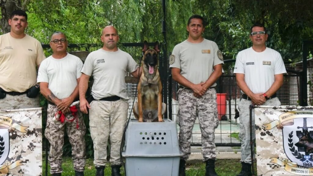 Cárceles bonarenses incorporan perros entrenados para detectar drogas