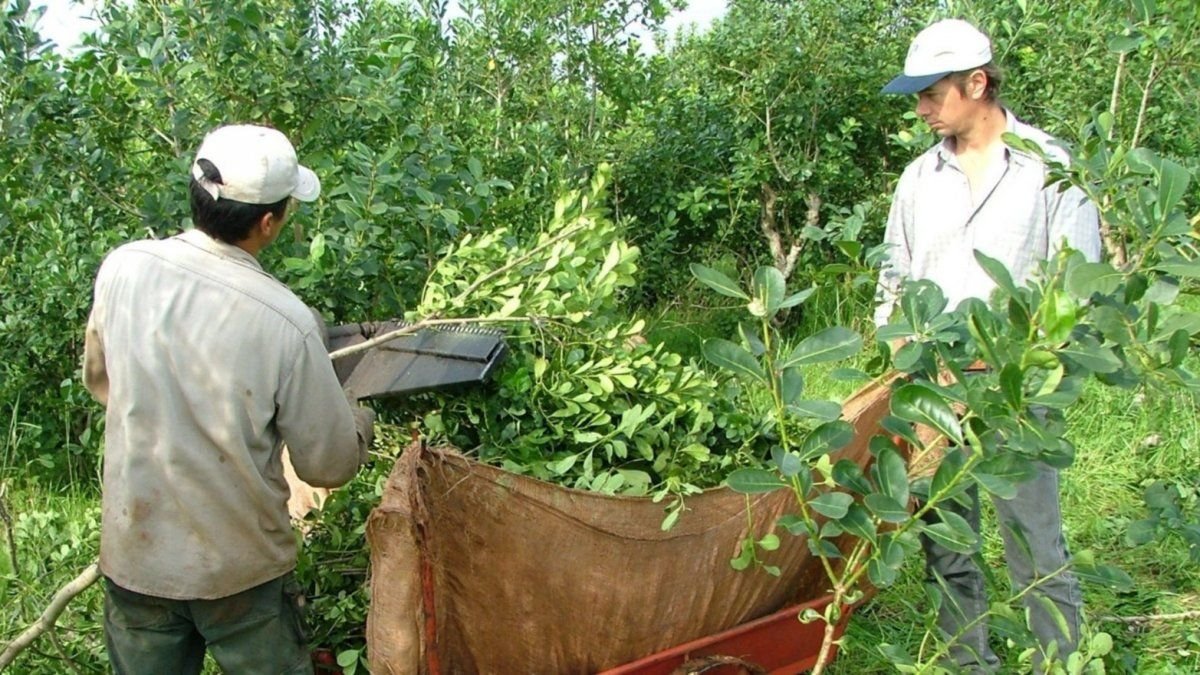 yerbateros-calificaron-de-“catastrofica”-la-apertura-de-las-importaciones