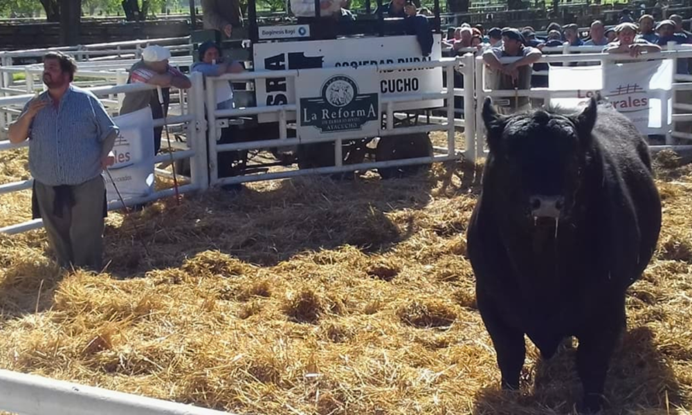 Expectativas y preparativos para el remate de ‘La Reforma’ de la familia Zeberio