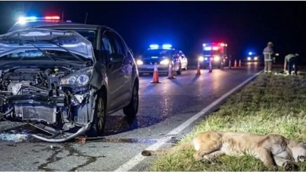 auto dañado tras chocar contra un puma en Ruta 11