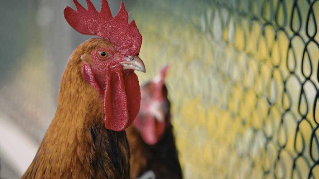 Vecinos reclaman por gallos en la ciudad y piden una norma clara para poder descansar