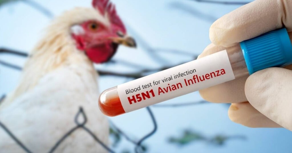 Detectan gripe aviar en Ayacucho y General Alvear: activan medidas sanitarias en la región