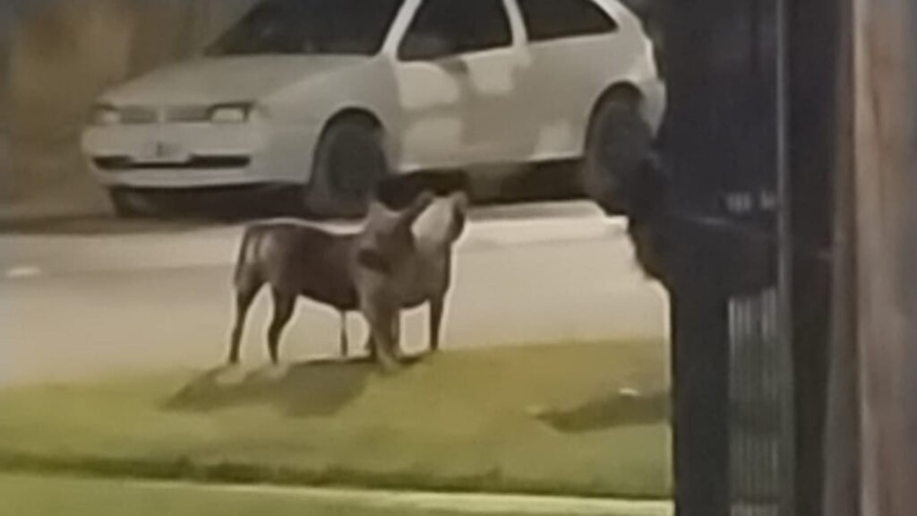 Dos pitbull atacaron a un perro; vecinos lograron contenerlo mientras la policía controlaba la situación