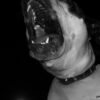 Imagen ilustrativa de un perro pitbull