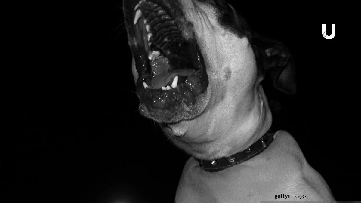 Imagen ilustrativa de un perro pitbull