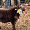 Ejemplar LANDISAN INDIO de la Cabaña San Miguel premiado en la Expo Rural de Palermo.