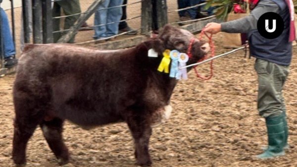 Ejemplar LANDISAN INDIO de la Cabaña San Miguel premiado en la Expo Rural de Palermo.