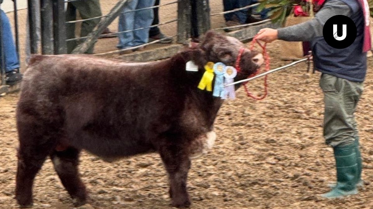 Ejemplar LANDISAN INDIO de la Cabaña San Miguel premiado en la Expo Rural de Palermo.
